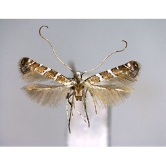 /filer/webapps/moths_gc/media/images/V/virgulata_Spulerina_PT_EIHU.jpg