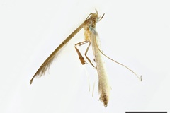 Caloptilia pneumatica