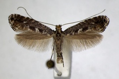 Parornix traugotti
