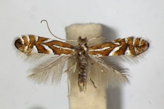 Phyllonorycter gerasimowi