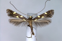 Caloptilia octopunctata