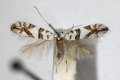 Phyllonorycter joannisi