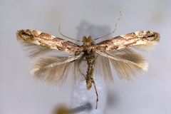Phyllonorycter sagitella