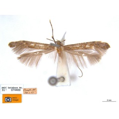 /filer/webapps/moths_gc/media/images/O/ostracodes_Caloptilia_ST1_ANIC.jpg