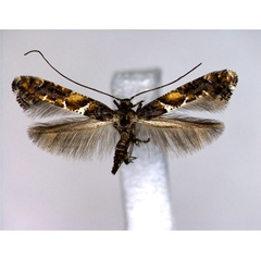 /filer/webapps/moths_gc/media/images/U/ussuriella_Gracillaria_A_EIHU.jpg