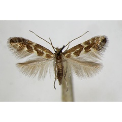 /filer/webapps/moths_gc/media/images/V/viminetorum_Phyllonorycter_A_ZSM.jpg