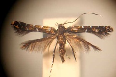 Aristaea atrata