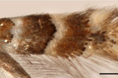 Phyllonorycter reduncata