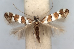 Phyllonorycter brachylaenae