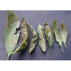 /filer/webapps/moths_gc/media/images/P/perseafolia_Phyllocnistis_mine2_DavisWagner_2011_49.jpg