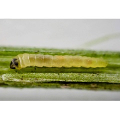 /filer/webapps/moths_gc/media/images/U/ulicicolella_Phyllonorycter_Allaert_2025e.jpg