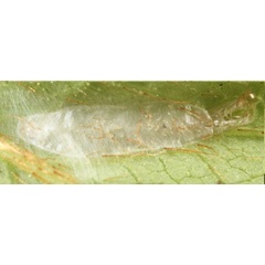 /filer/webapps/moths_gc/media/images/A/azaleella_Caloptilia_pupa_Eiseman_2025_1842.jpg