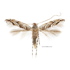 /filer/webapps/moths_gc/media/images/A/aberrans_Anarsioses_A_USNM.jpg