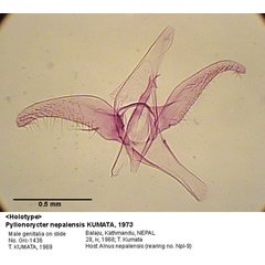 /filer/webapps/moths_gc/media/images/N/nepalensis_Phyllonorycter_GM_HT_1436_EIHU.jpg