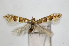 Phyllonorycter juglandis