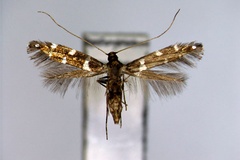 Dendrorycter marmaroides