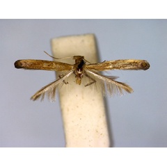 /filer/webapps/moths_gc/media/images/S/soyella_Caloptilia_A_EIHU_2.jpg