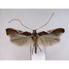 /filer/webapps/moths_gc/media/images/C/celtidis_Caloptilia_PT_EIHU.jpg