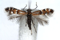 Phyllonorycter medicaginella