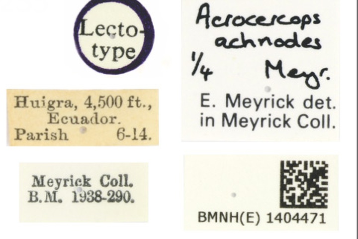 /filer/webapps/moths_gc/media/images/A/achnodes_Acrocercops_ST_1404471_BMNH_Label.jpg
