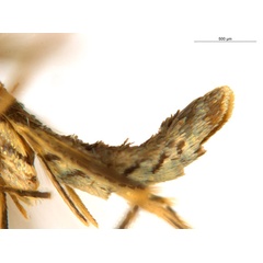 /filer/webapps/moths_gc/media/images/C/crotonella_Diphtheroptila_PT7_abdomen_ANIC.jpg