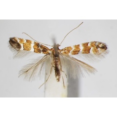 /filer/webapps/moths_gc/media/images/K/kurokoi_Phyllonorycter_A_ZSM.jpg