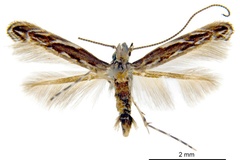 Liocrobyla desmodiella