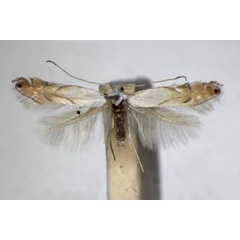 /filer/webapps/moths_gc/media/images/H/harrisella_Phyllonorycter_A_ZSM_4.jpg