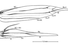 Anarsioses aberrans