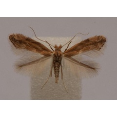 /filer/webapps/moths_gc/media/images/V/viminiella_Phyllonorycter_A_Langmaid_05.jpg