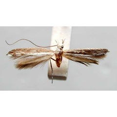 /filer/webapps/moths_gc/media/images/V/veneranda_Pogonocephala_HT_TMSA359.jpg