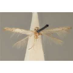 /filer/webapps/moths_gc/media/images/A/albida_Acrocercops_HT_ANIC31-036700.jpg