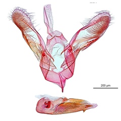 /filer/webapps/moths_gc/media/images/N/nix_Diphtheroptila_HT_GM_ANIC.jpg