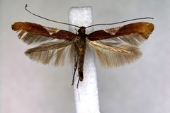 Caloptilia kurokoi