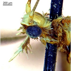 /filer/webapps/moths_gc/media/images/O/ochridorsellum_Diphtheroptila_AF1_head2_ANIC.jpg