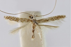 Acrocercops attenuatum