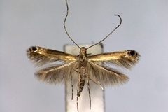 Melanocercops ficuvorella