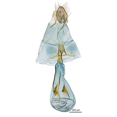 /filer/webapps/moths_gc/media/images/B/braidella_Parectopa_HT_GF_ANIC.jpg