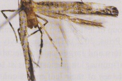 Conopomorpha flueggella