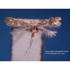 /filer/webapps/moths_gc/media/images/W/watanabei_Phyllonorycter_HT_EIHU.jpg