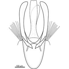 /filer/webapps/moths_gc/media/images/H/hemera_Phyllocnistis_GM_Fochezato-et-al_2018_60.jpg