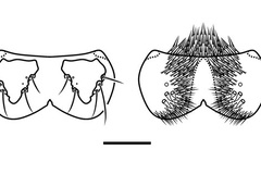 Atacamaptilia ambrosiavora