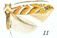 Cameraria macrocarpella
