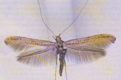 Caloptilia roscipennella