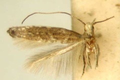 Pareclectis adelospila