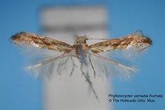 Phyllonorycter yamadai