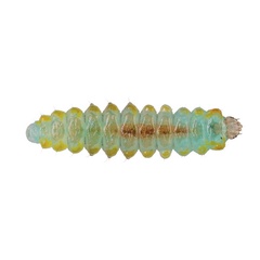 /filer/webapps/moths_gc/media/images/O/ostensackenella_Chrysaster_larva_Schacht-etal_2026_81.jpg
