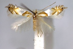 Phyllonorycter roboris