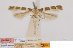 Acrocercops chionosema