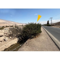/filer/webapps/moths_gc/media/images/T/tecomae_Angelabella_host_plant1_Cerdena_etal_2026_1A.jpg